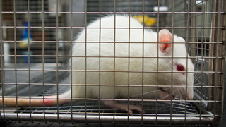 The Government Shutdown Has Created a Science Ghost Town at NIH